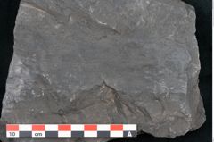 Foto (Detailansicht) von Noeggerathia palmaeformis Goeppert (NHMW-GEO-2024-0188-10745)